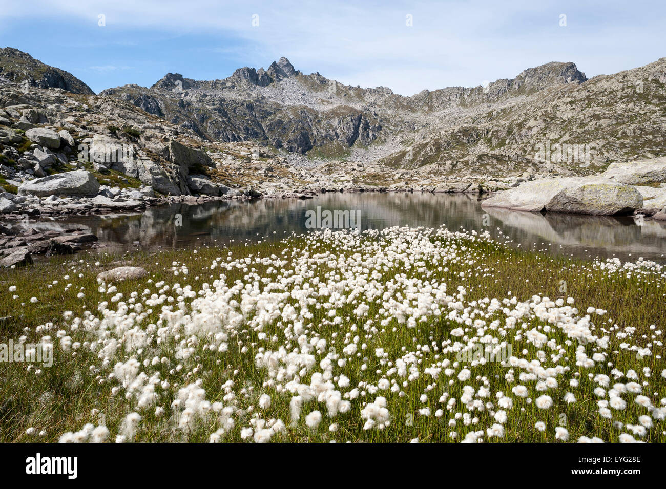 ItalyCentral Alps Trentino Adamello-Brenta Natural Park Alpine Lake White Cotton Grass Eriophorum scheuchzeri Stock Photo