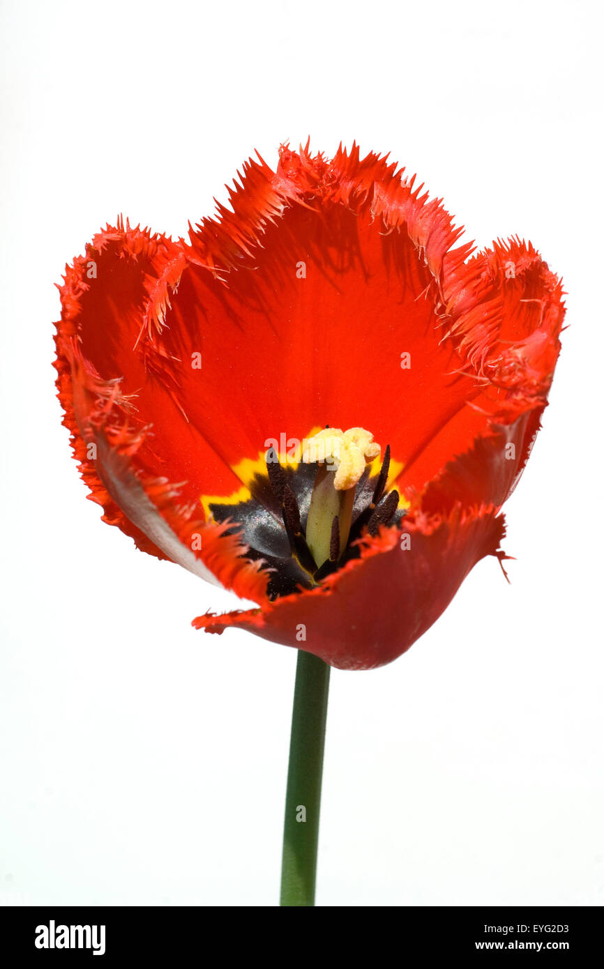 gefranste Tulpe, rot, Stock Photo