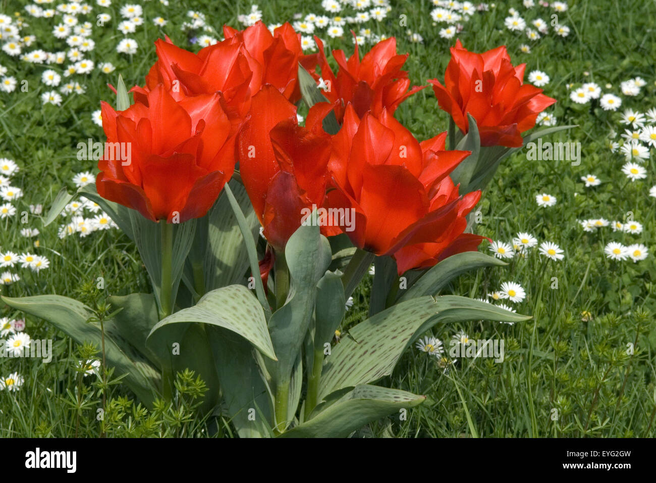 Tulpenbluete; Fruehjahrsblumen; bunte; Stock Photo