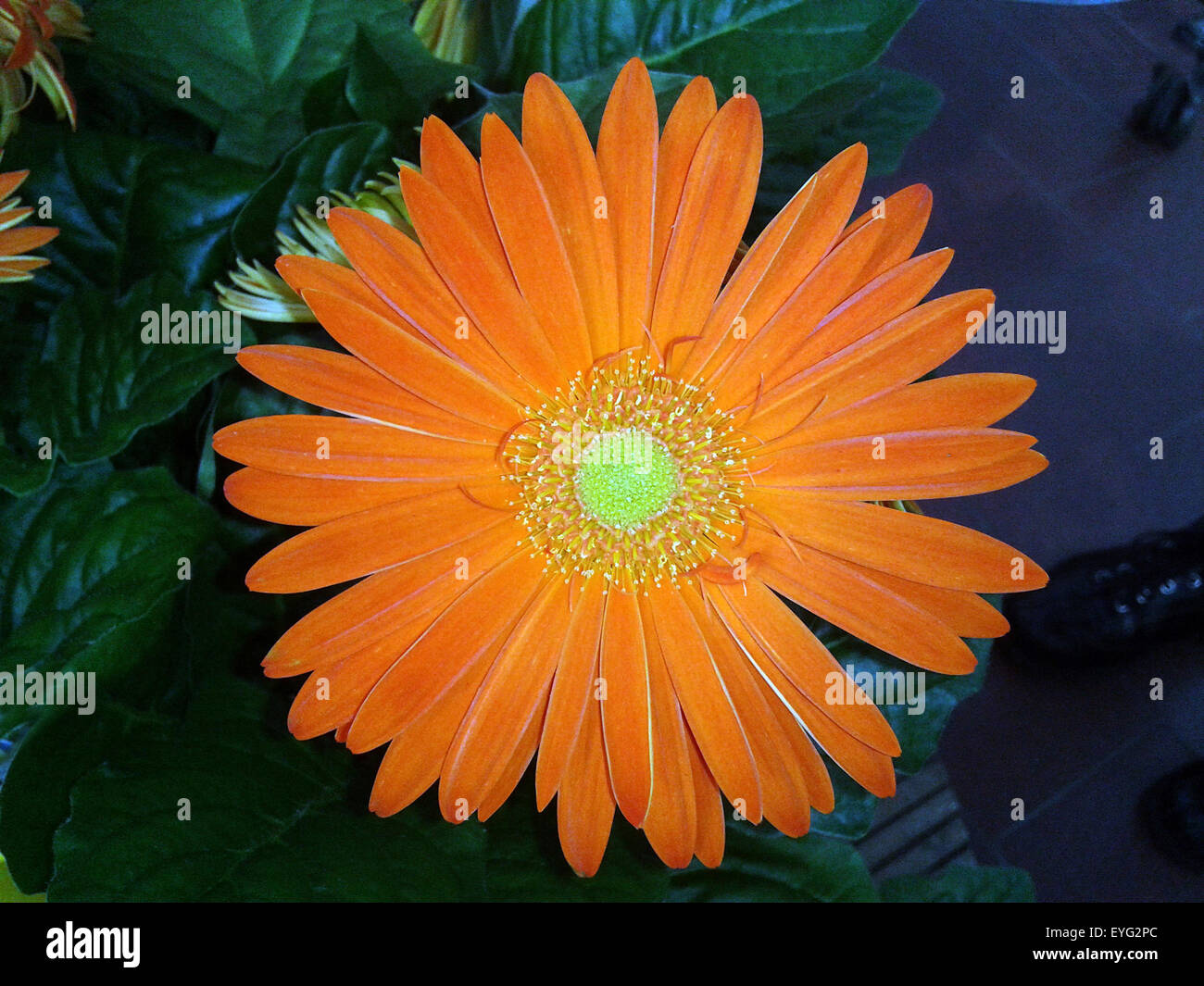 Gerbera, Afrika, Madagaskar, Sommerblume, Stock Photo