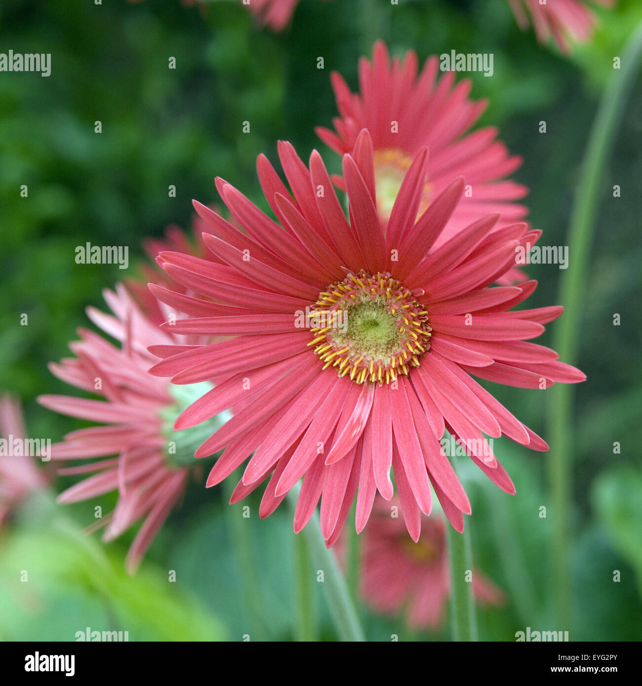 gerbera, Stock Photo