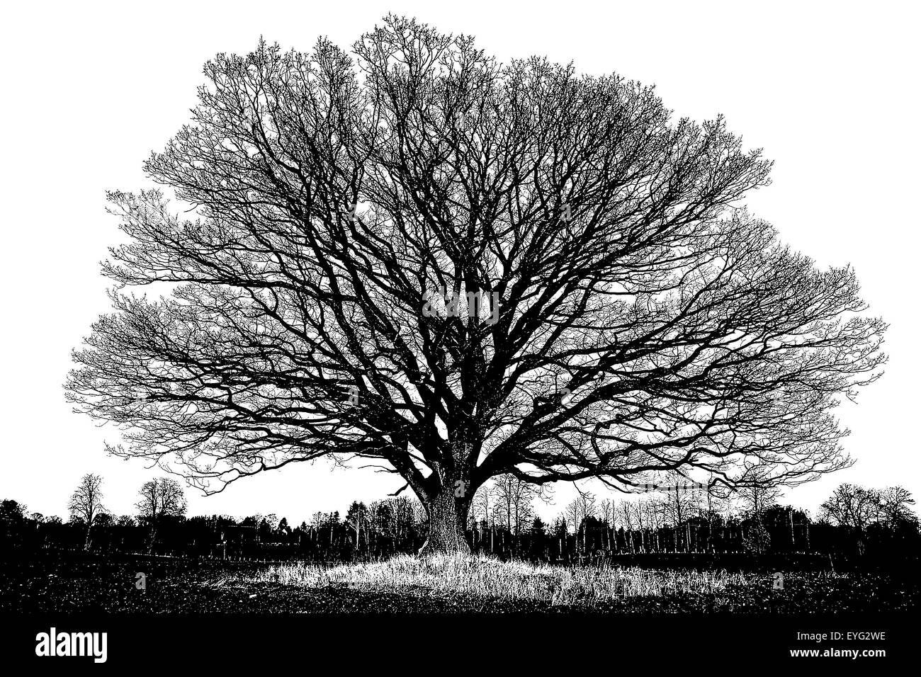 Old giant oak tree, English oak, with winter leafless branches in silhouette as pen and ink black and white, artistic illustration directly from photo Stock Photo