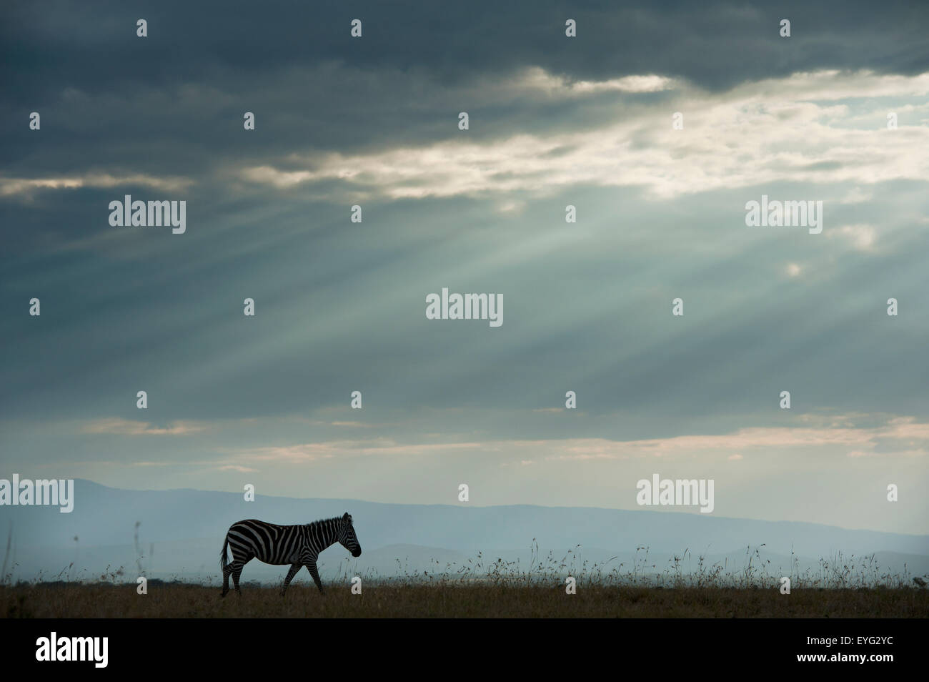 Kenya, Side view of zebra in Ol Pejeta Conservancy; Laikipia County ...