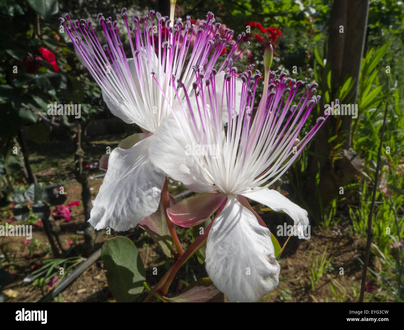 Italy Campania Tramonti Valley GIARDINO SEGRETO dellANIMA the souls secret garden private garden open to the public caper bush Stock Photo