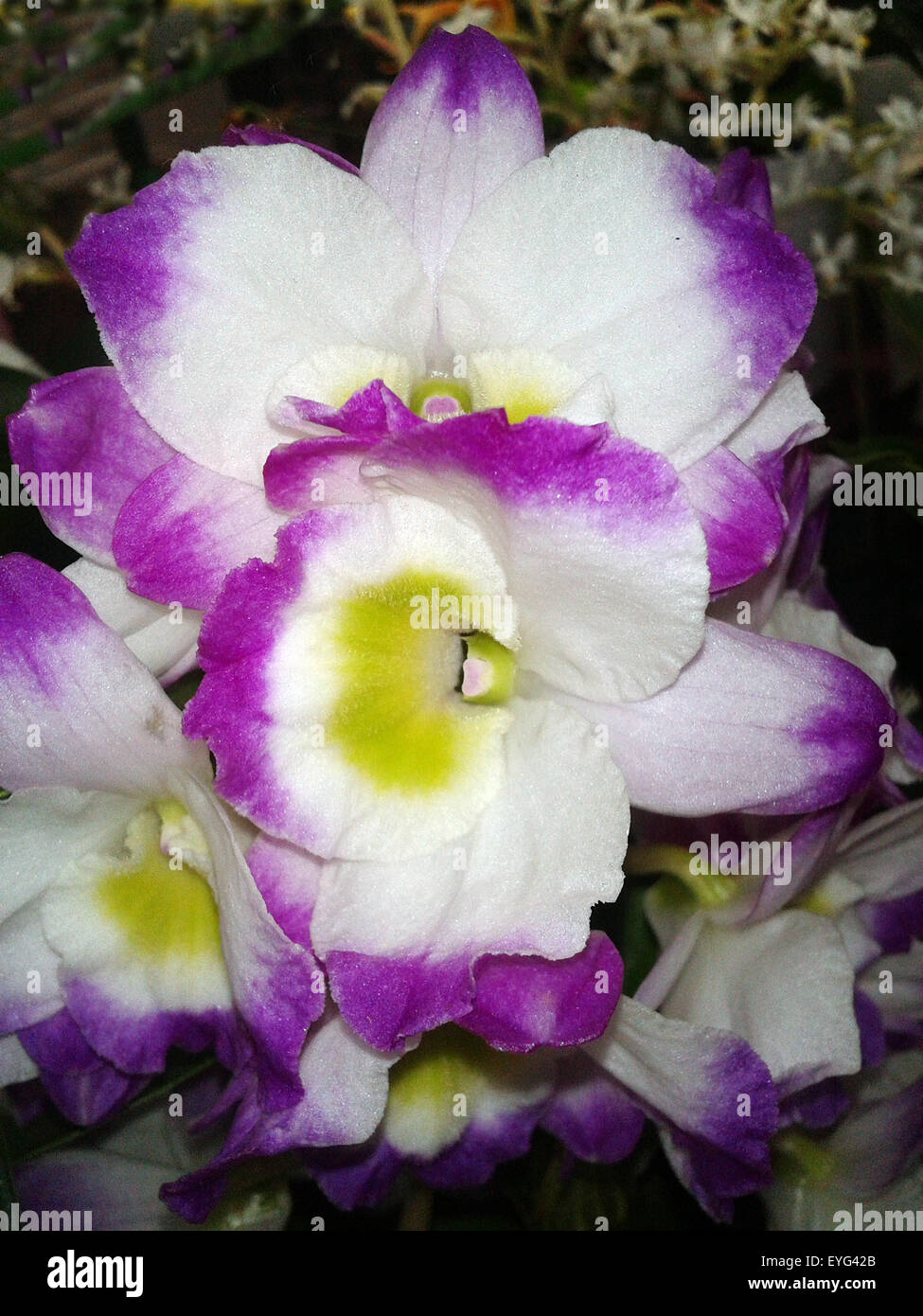 Dendrobium, nobile, Orchidee; Stock Photo