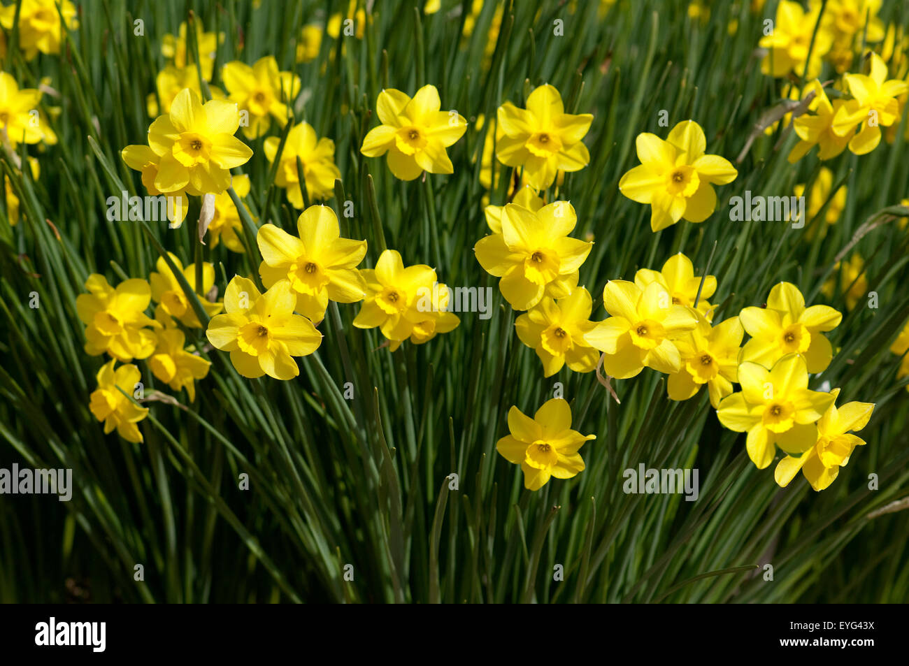 Duft-Narzisse, Narcissus x odorus, Jonquilla, Stock Photo