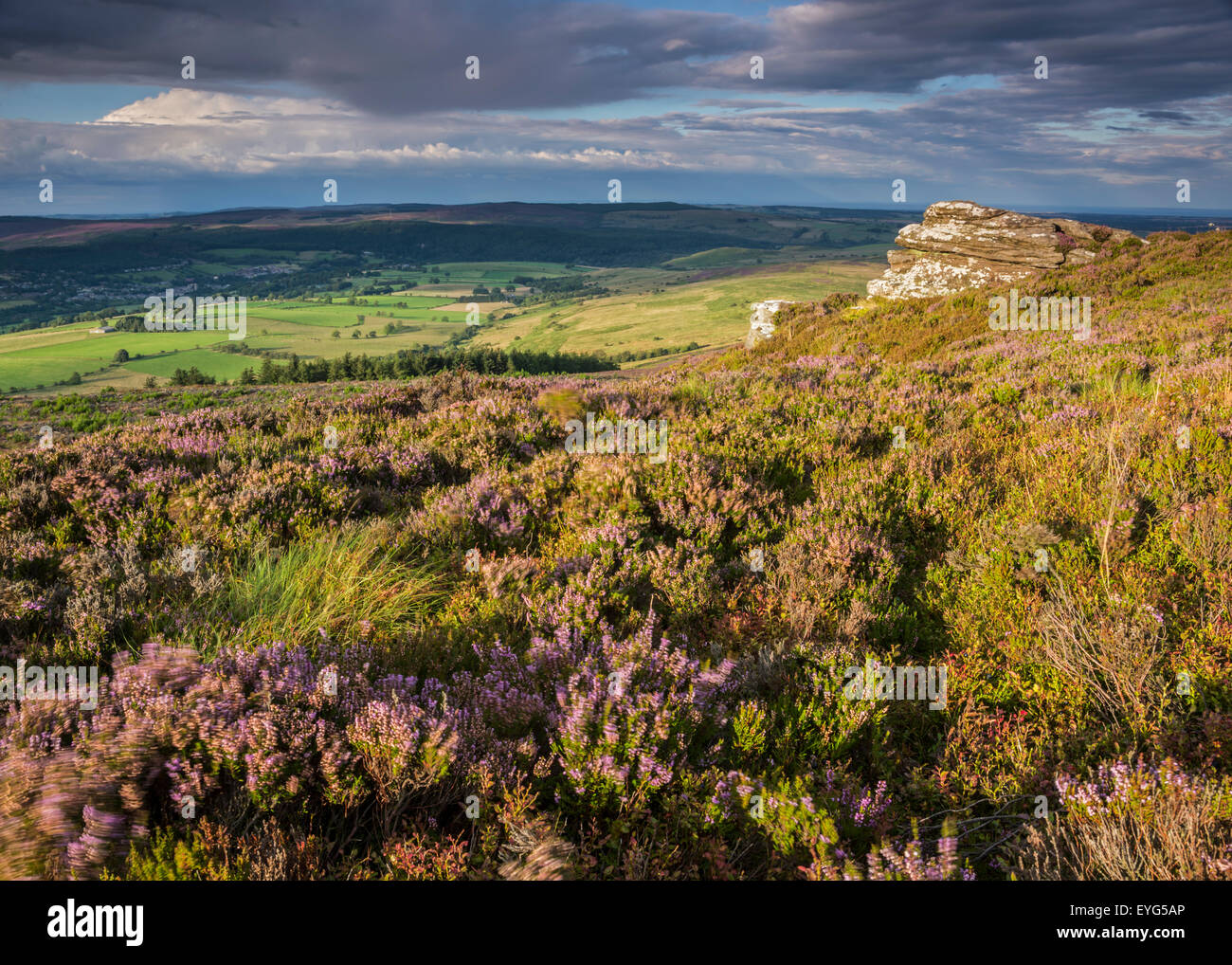 Heather in bloom on the slopes of the Beacon on the route to Simonside ...