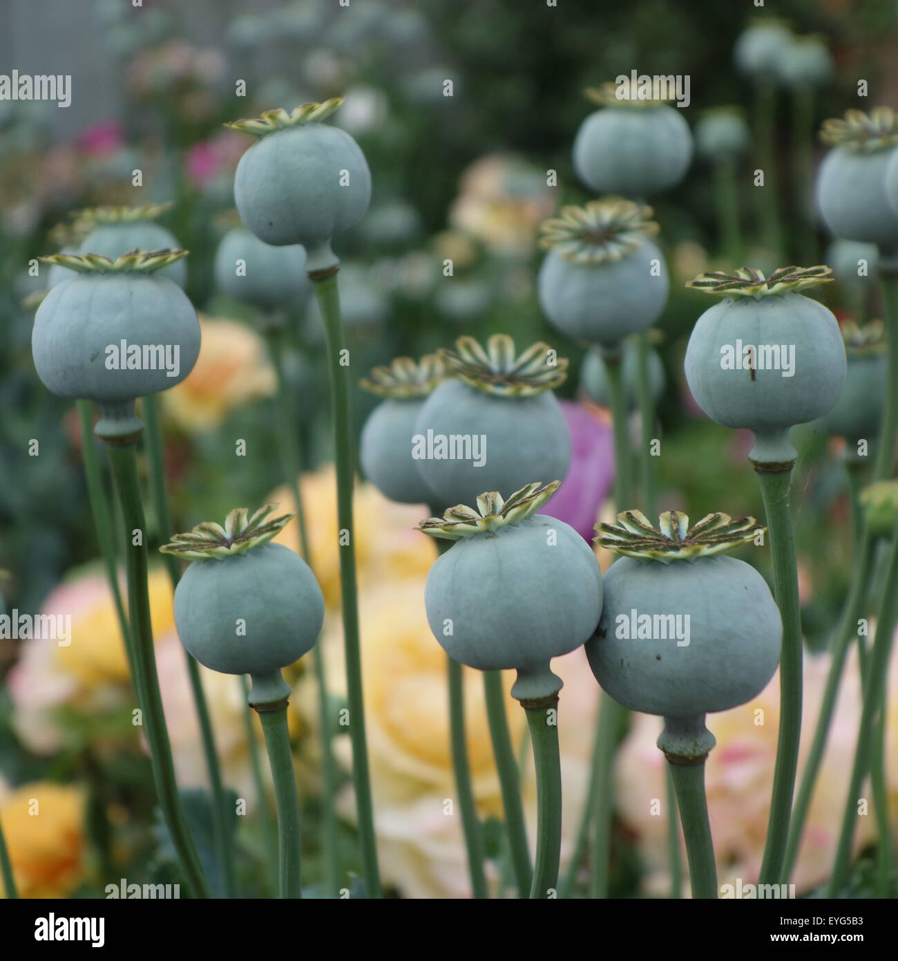 Poppy seed heads hires stock photography and images Alamy