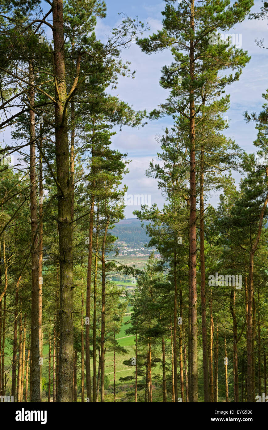Looking towards Rothbury through the conifers of Simondside Forest