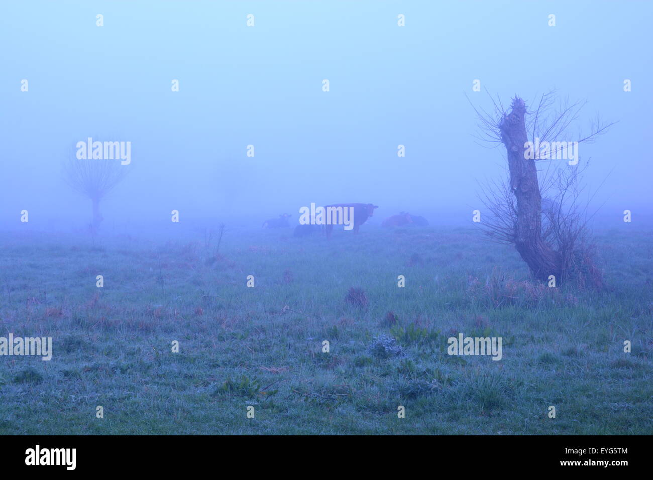 Cows shrouded in blue mist on a cold morning. Eerie scene. Stock Photo