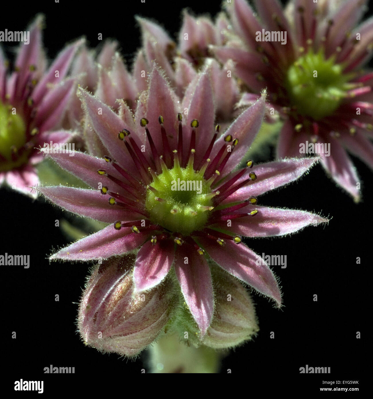 Hauswurz; Bluete, Dachwurz; Sempervivum, tectorum; Stock Photo