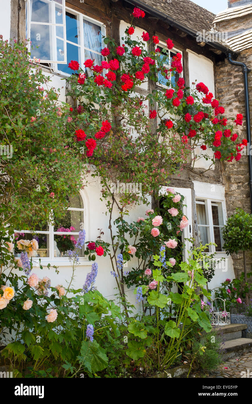 A Cottage Covered In Roses In Much Wenlock Shropshire England