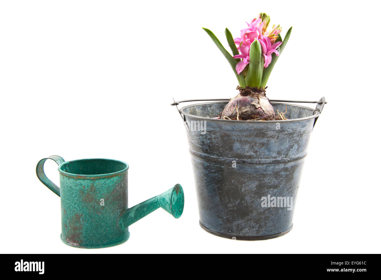 Hyacinth in old vintage bucket with old watering can over white Stock Photo