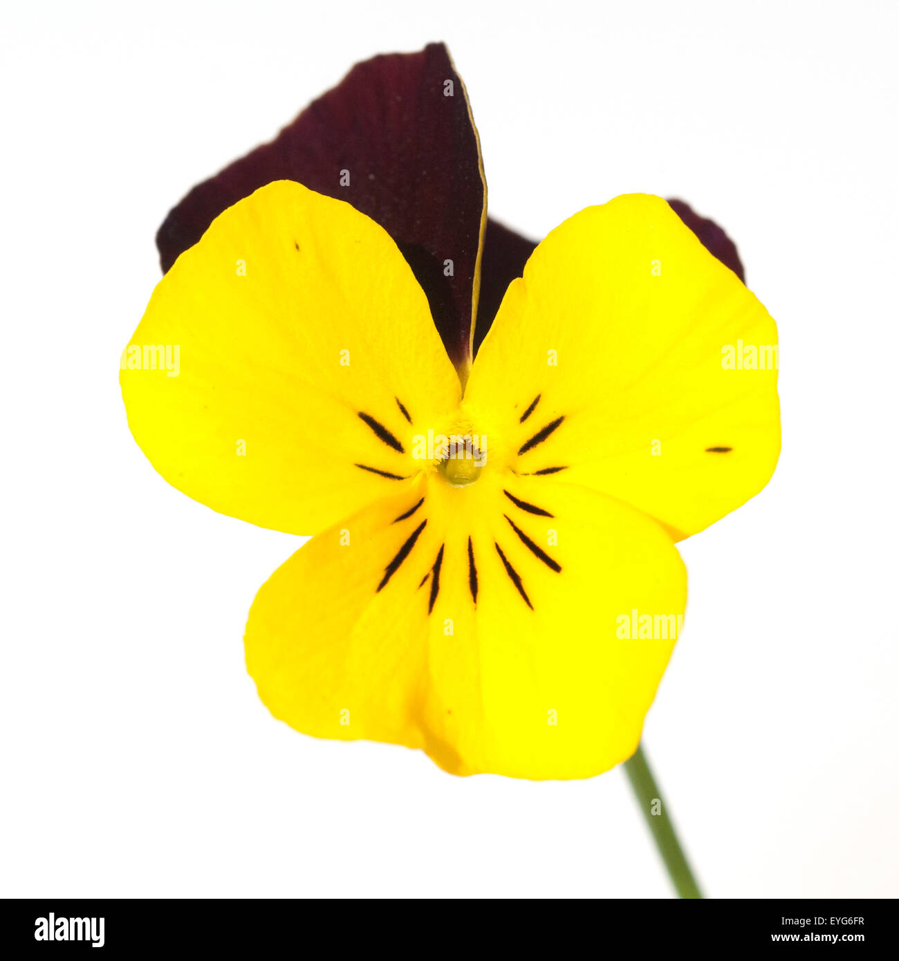 Horn-Veilchen, Viola cornuta, Stock Photo