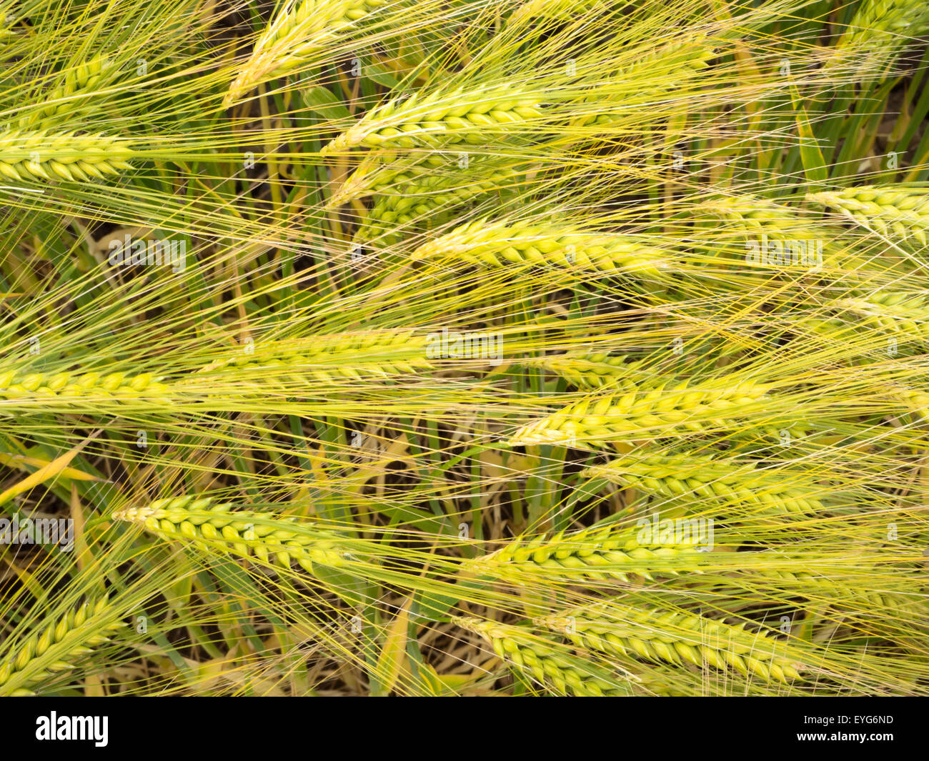 Ears of Unripe Barley in a Field Amble by the Sea Northumberland