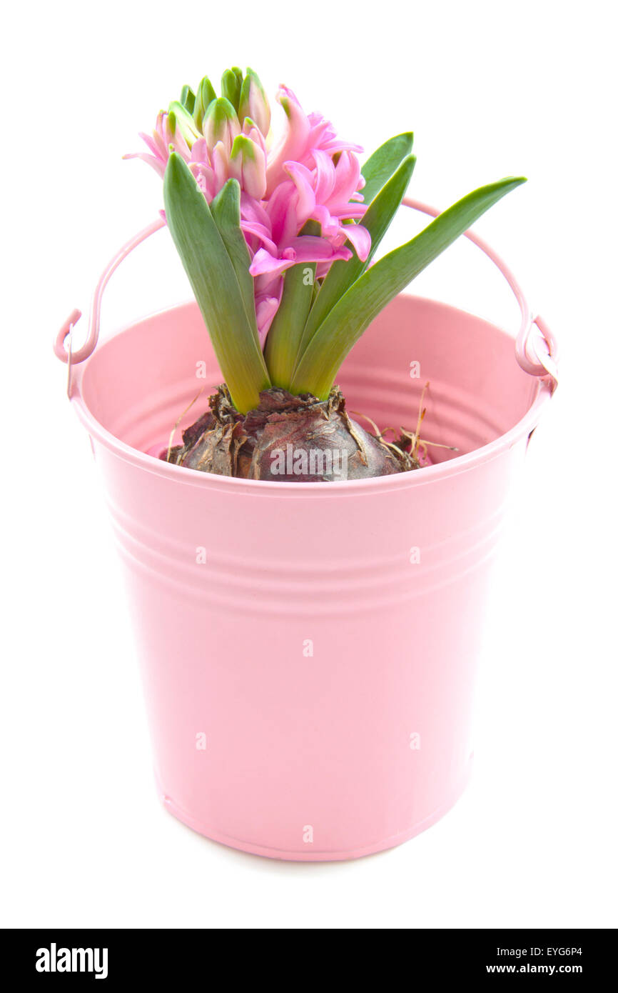 Pink hyacinth in a pink bucket over white Stock Photo