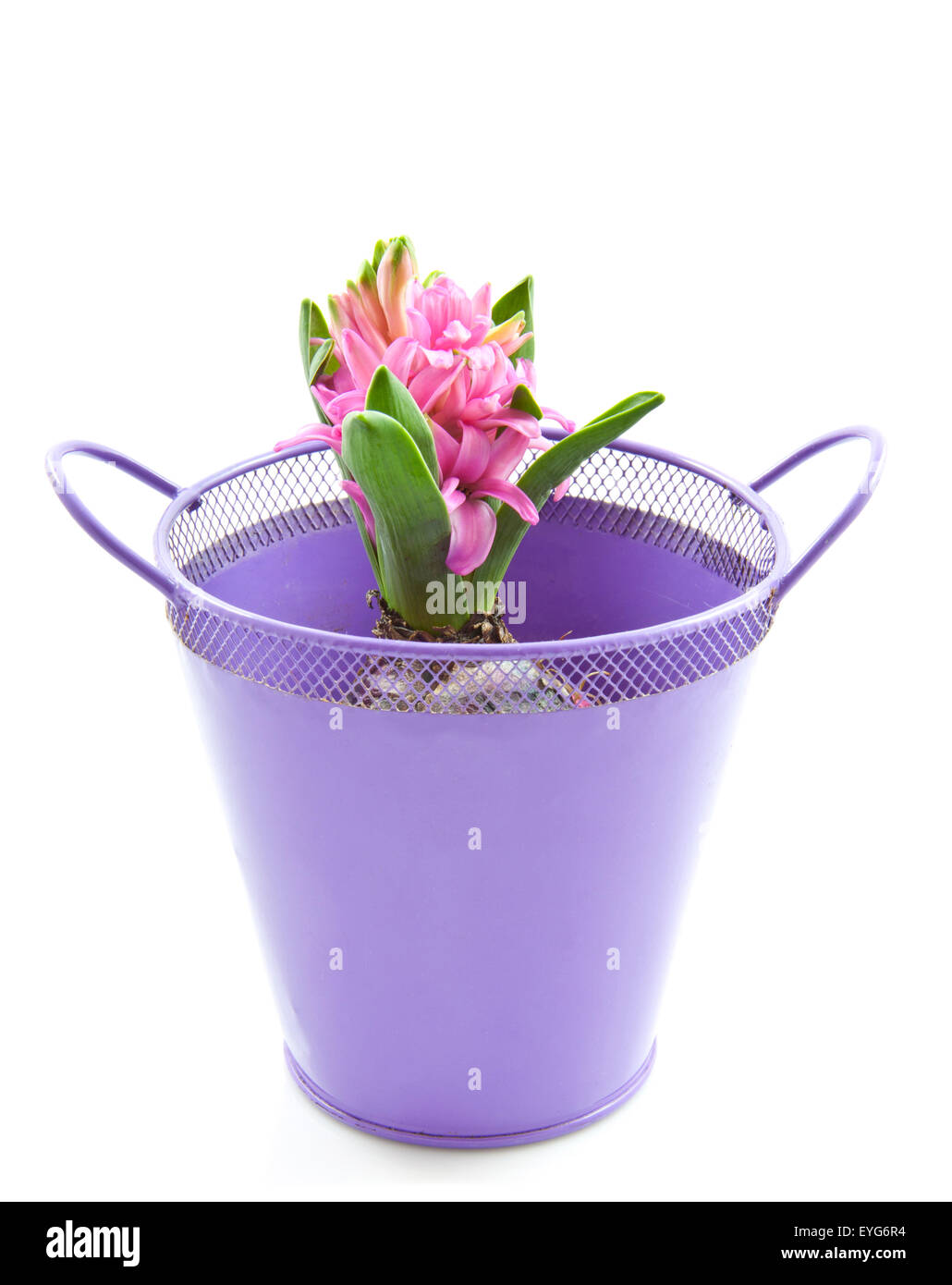 Pink hyacinth in a purple bucket over white Stock Photo