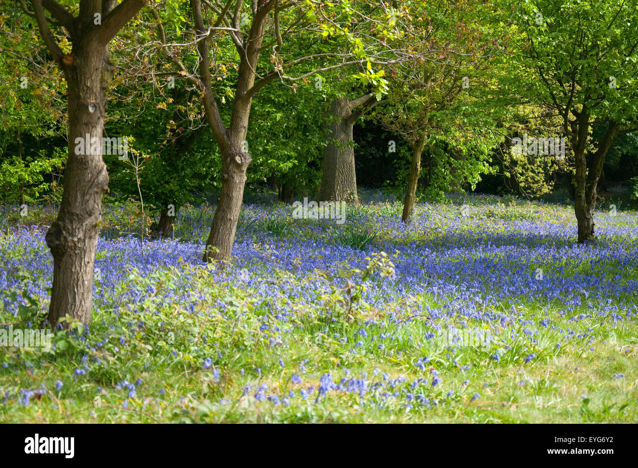 Bluebells at Rufford Abbey and Country Park, Nottinghamshire England UK