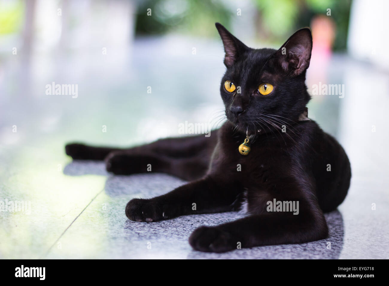 Black male cat show interest at photo camera Stock Photo