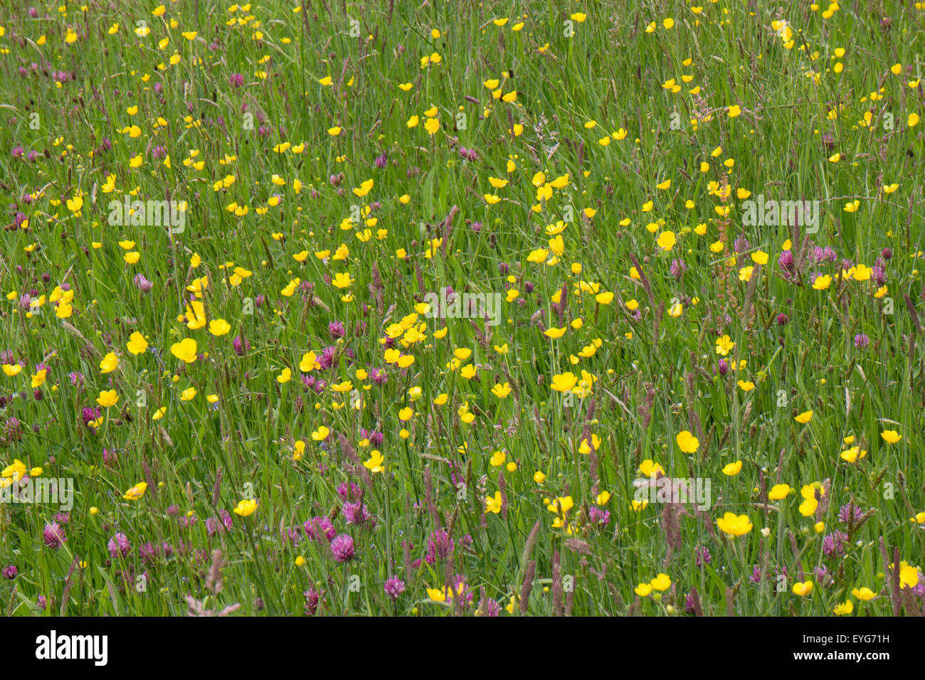 Purple wild flower grasses hi-res stock photography and images - Alamy