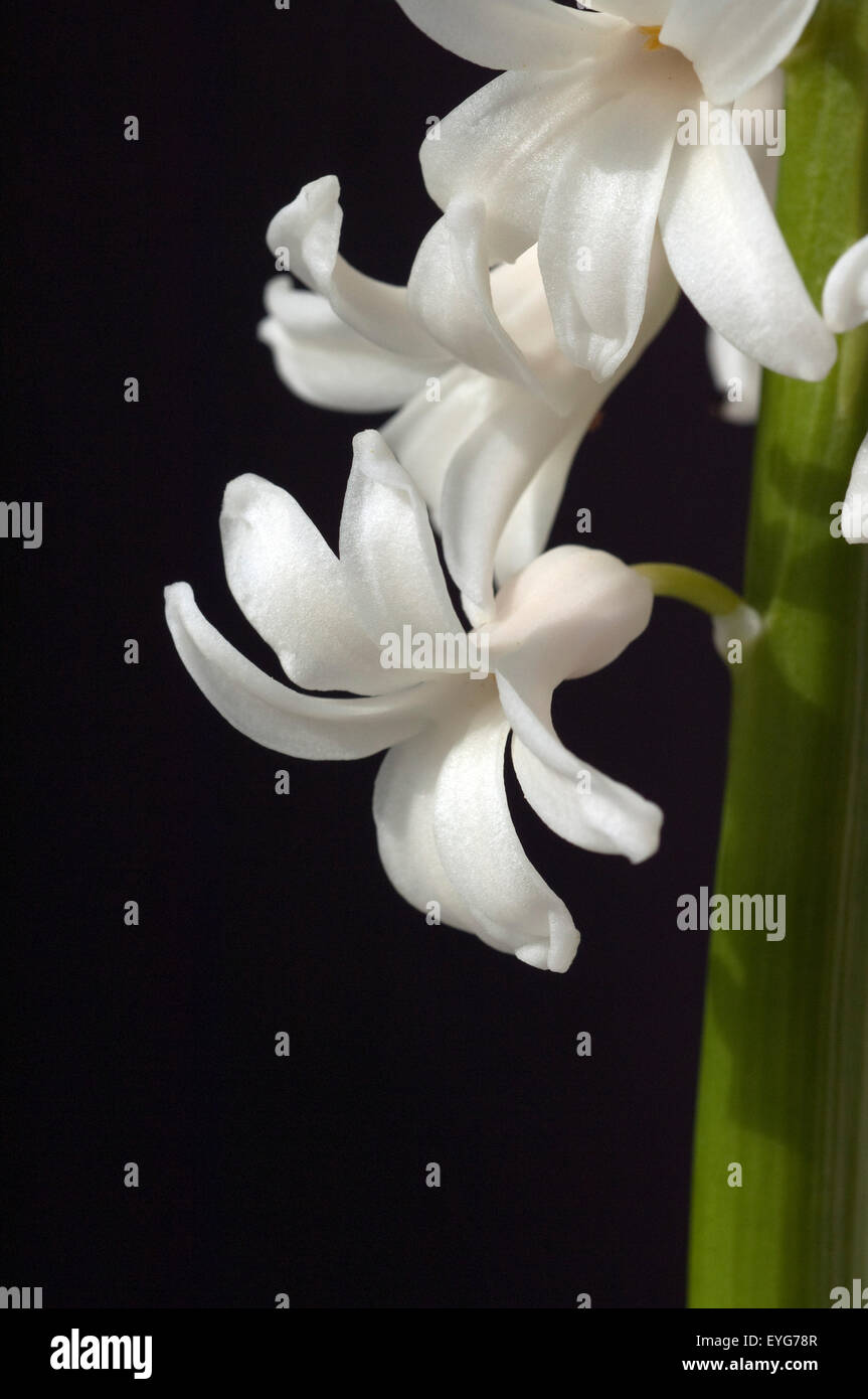 Hyazinthe, Weisse, Hyazinthus orientalis, Stock Photo