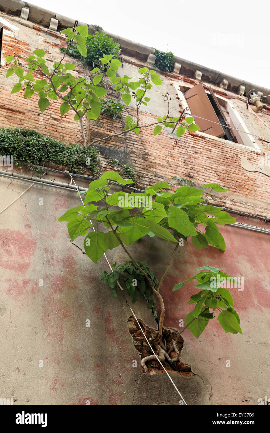 Tree grows out of brick wall of the Archivio Storico Venezia, Archivio Generale, Campo de la Celestia. Stock Photo