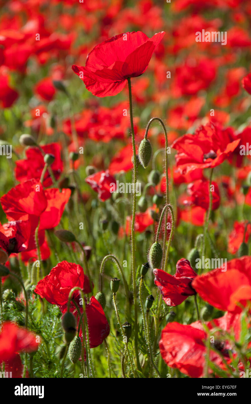 Spring Poppies Field High Resolution Stock Photography and Images - Alamy