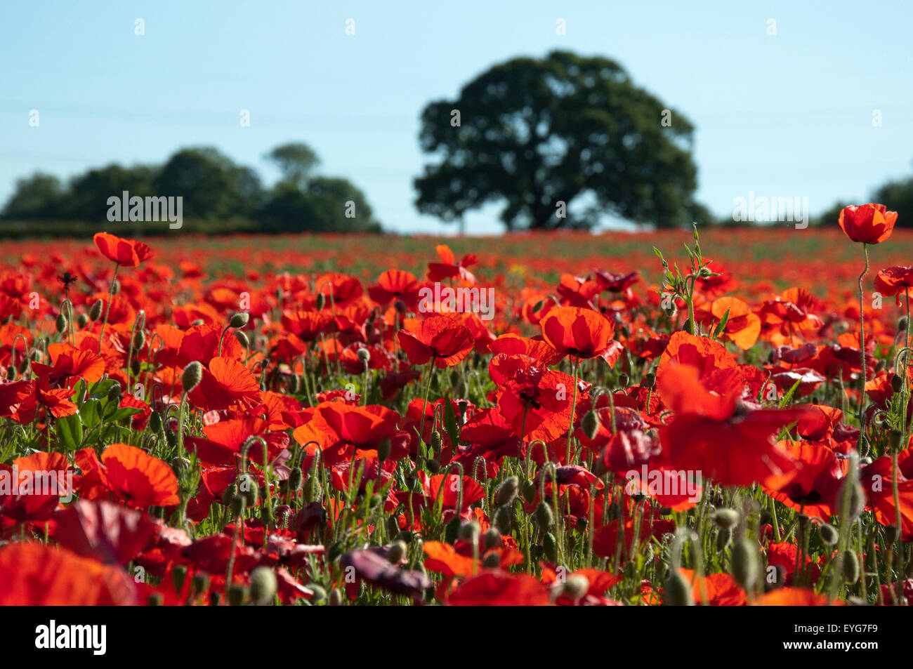 Spring poppies field hi-res stock photography and images - Alamy