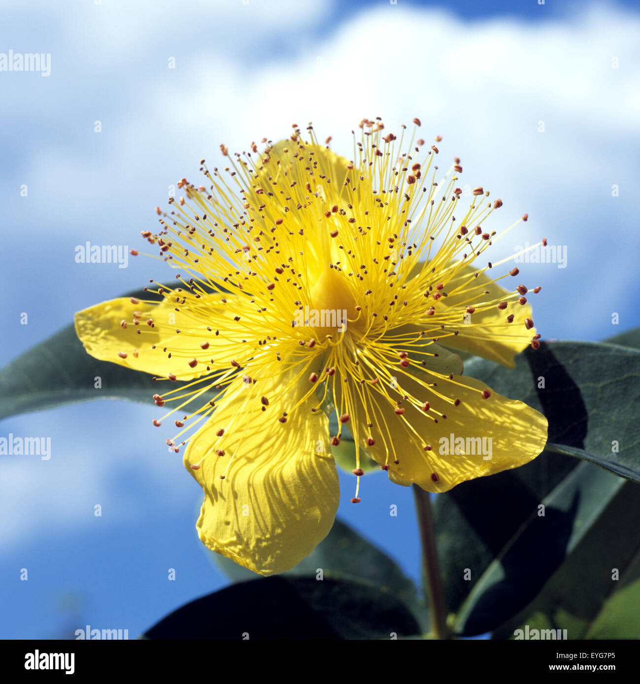 Johanniskraut, Hypericum calycinum, Stock Photo