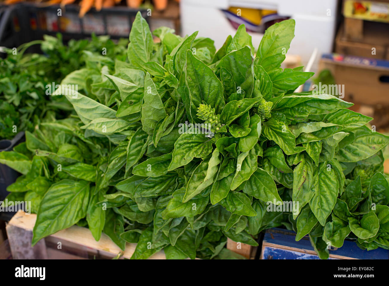 Wild basil in a market Stock Photo Alamy