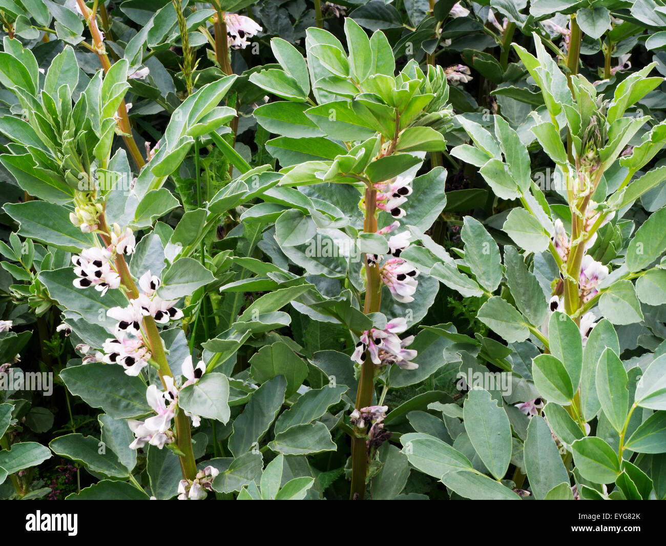 Broad Bean Crop in Flower Growing in a Field near Hauxley Amble by