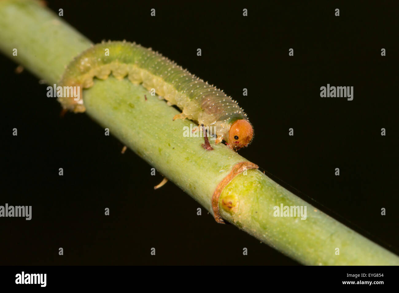 Larva of a sawfly 'Allantus'  on a rose stem. Colorful insect with light green body orange head white spots black background Stock Photo
