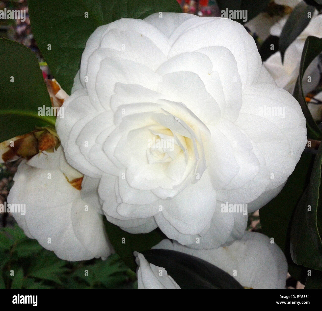 Kamelia, nuccio's, gem, camellia, Stock Photo