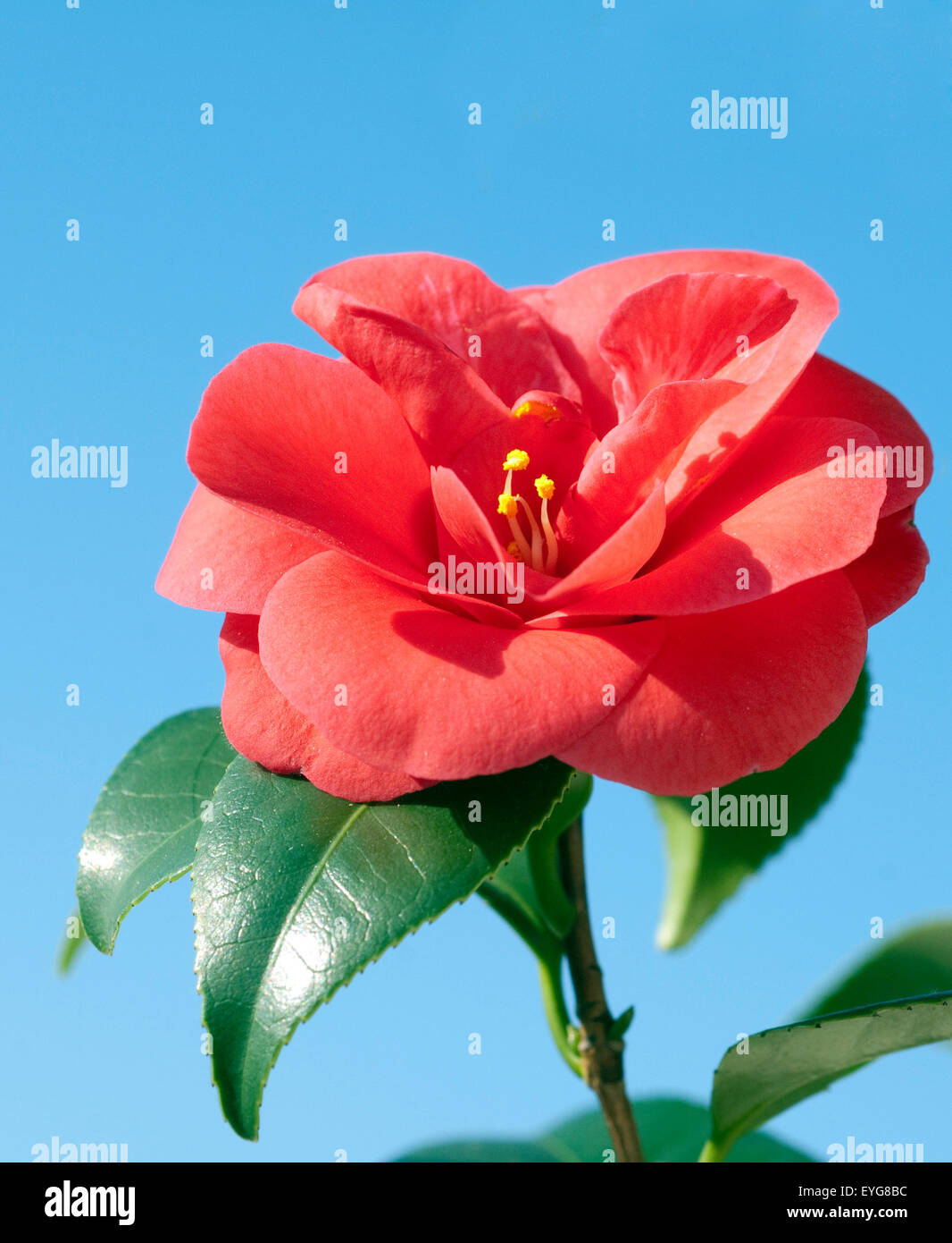 Kamelie, Camellia; japonica; Kuebelpflanzen Blueten Stock Photo
