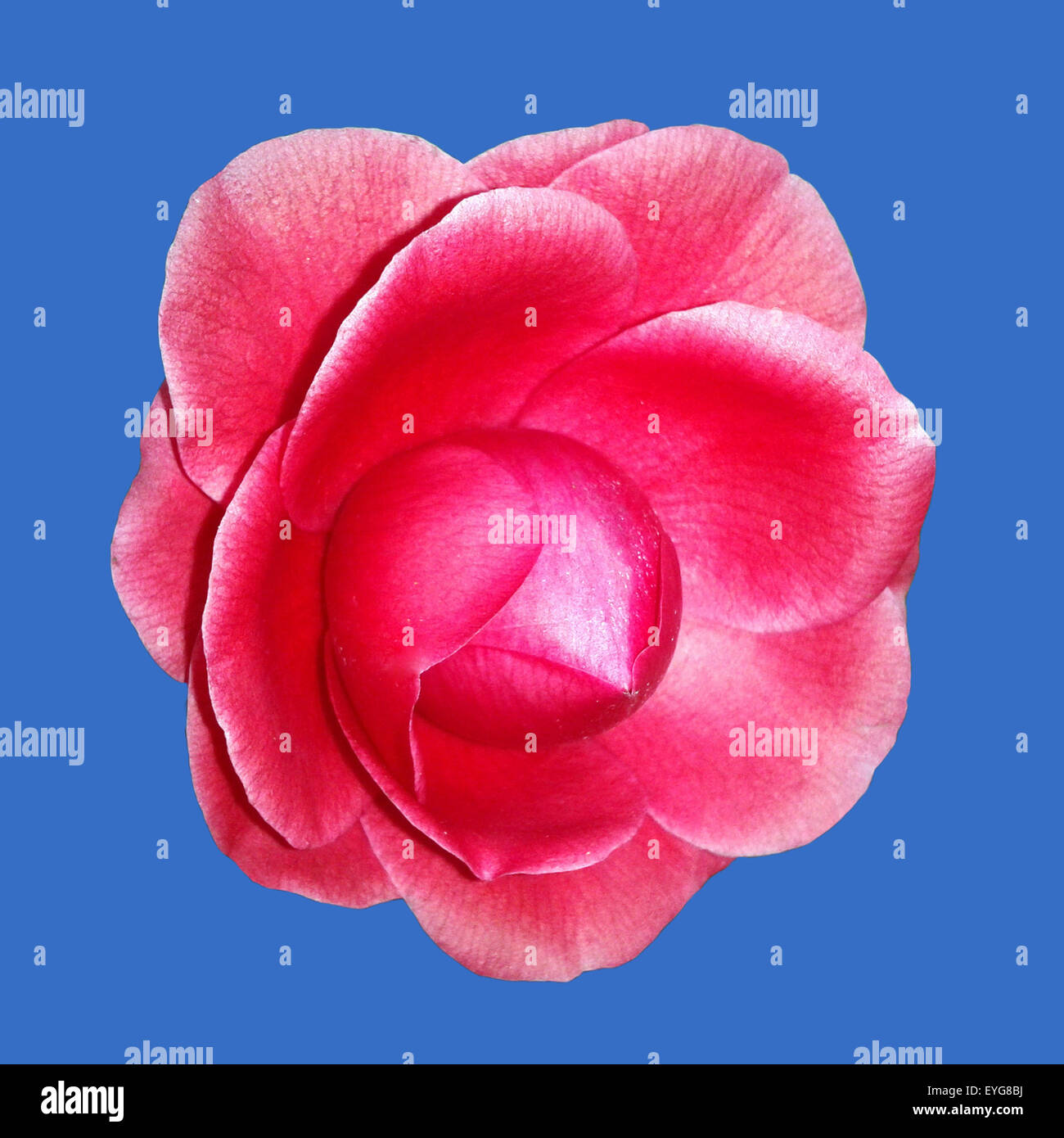 Kamelie; Black, Lace, Camellia; Stock Photo