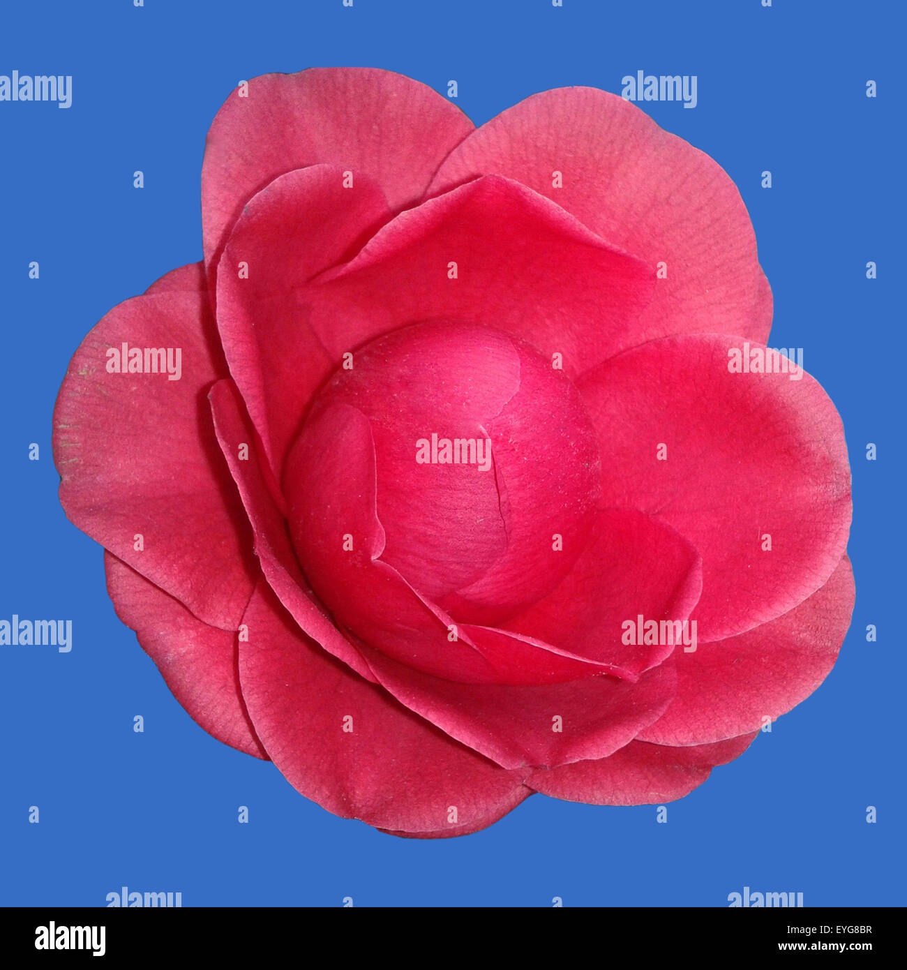 Kamelie; Black, Lace, Camellia; Stock Photo