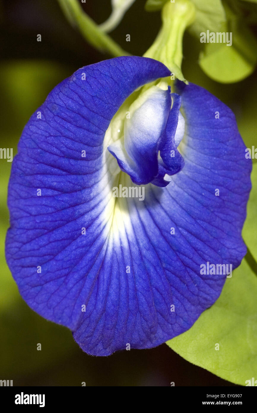Kordofanerbse; klitoria ternatia, Bluete, blau, Stock Photo