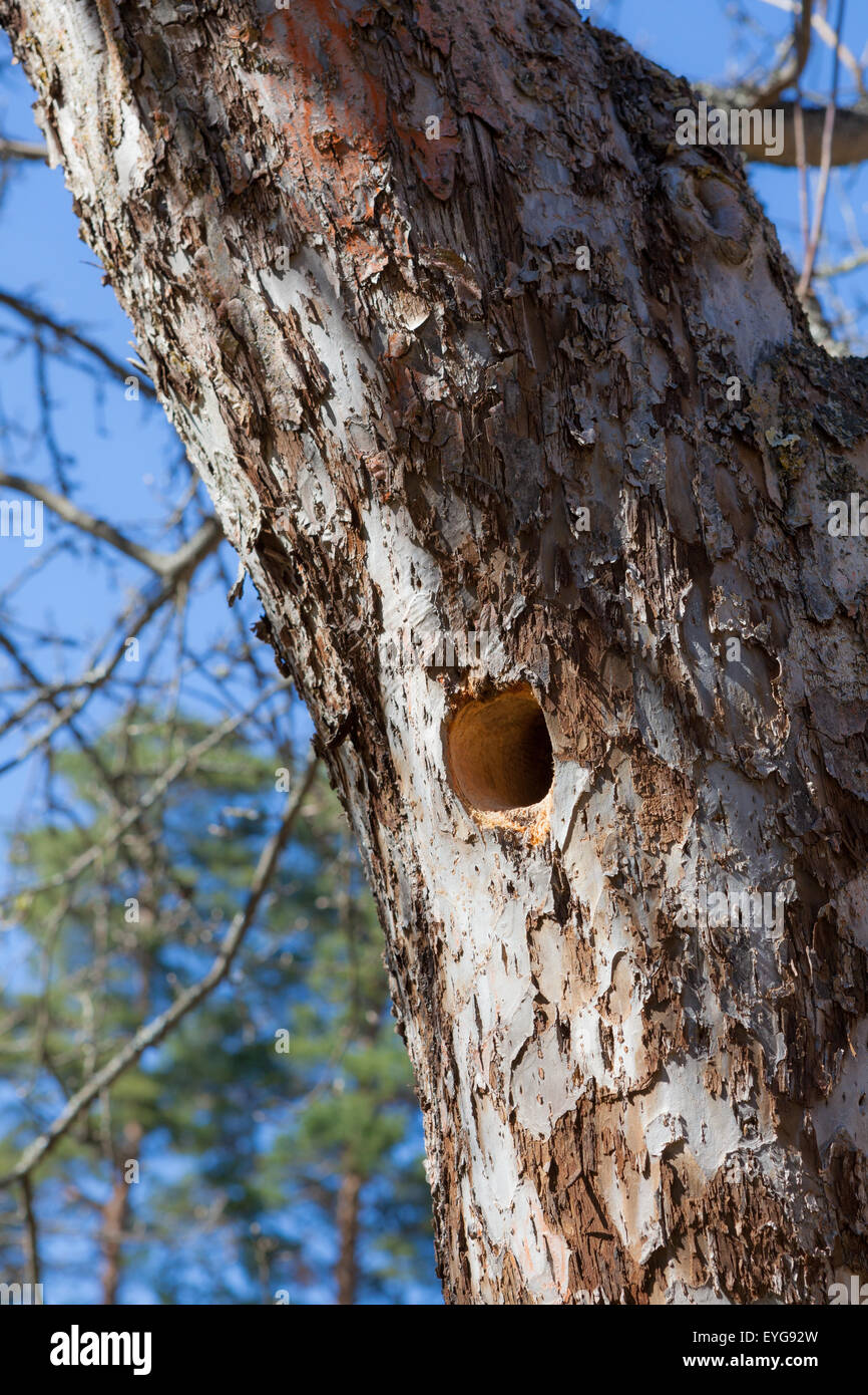 Woodpecker nest in apple tree Stock Photo Alamy