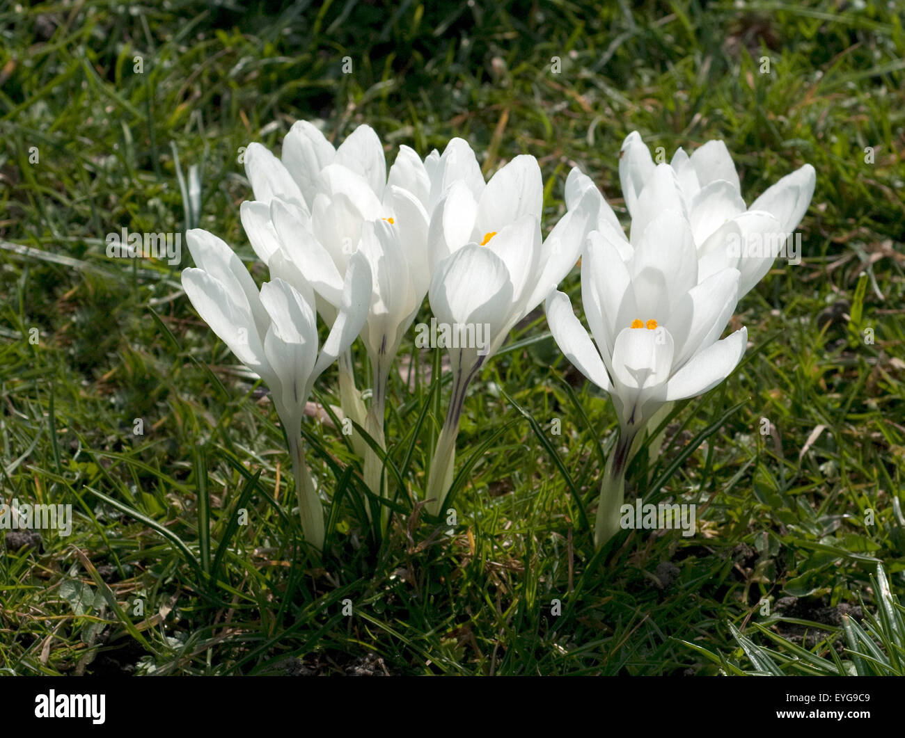 Gartenkrokus; Krokus; Crocus; Vernus; Stock Photo