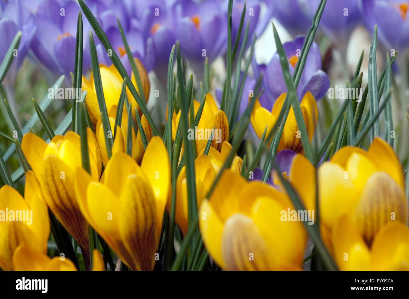 Gartenkrokus, Krokus, Crocus, Vernus, Stock Photo