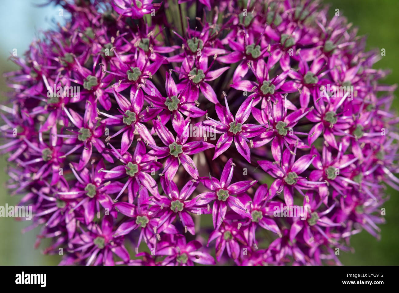 Close of allium flowers growing on an allotment Stock Photo