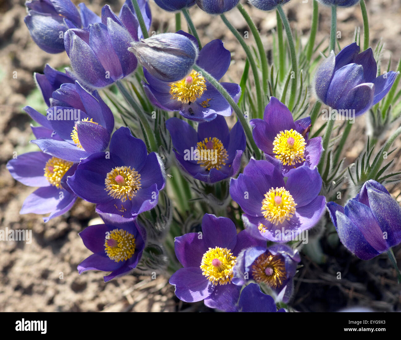 Kuechenschelle; Pulsatilla vulgaris; Stock Photo