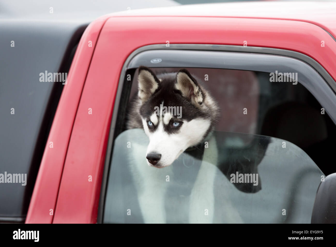 Husky type dog looking intently at something out of a car window Stock Photo