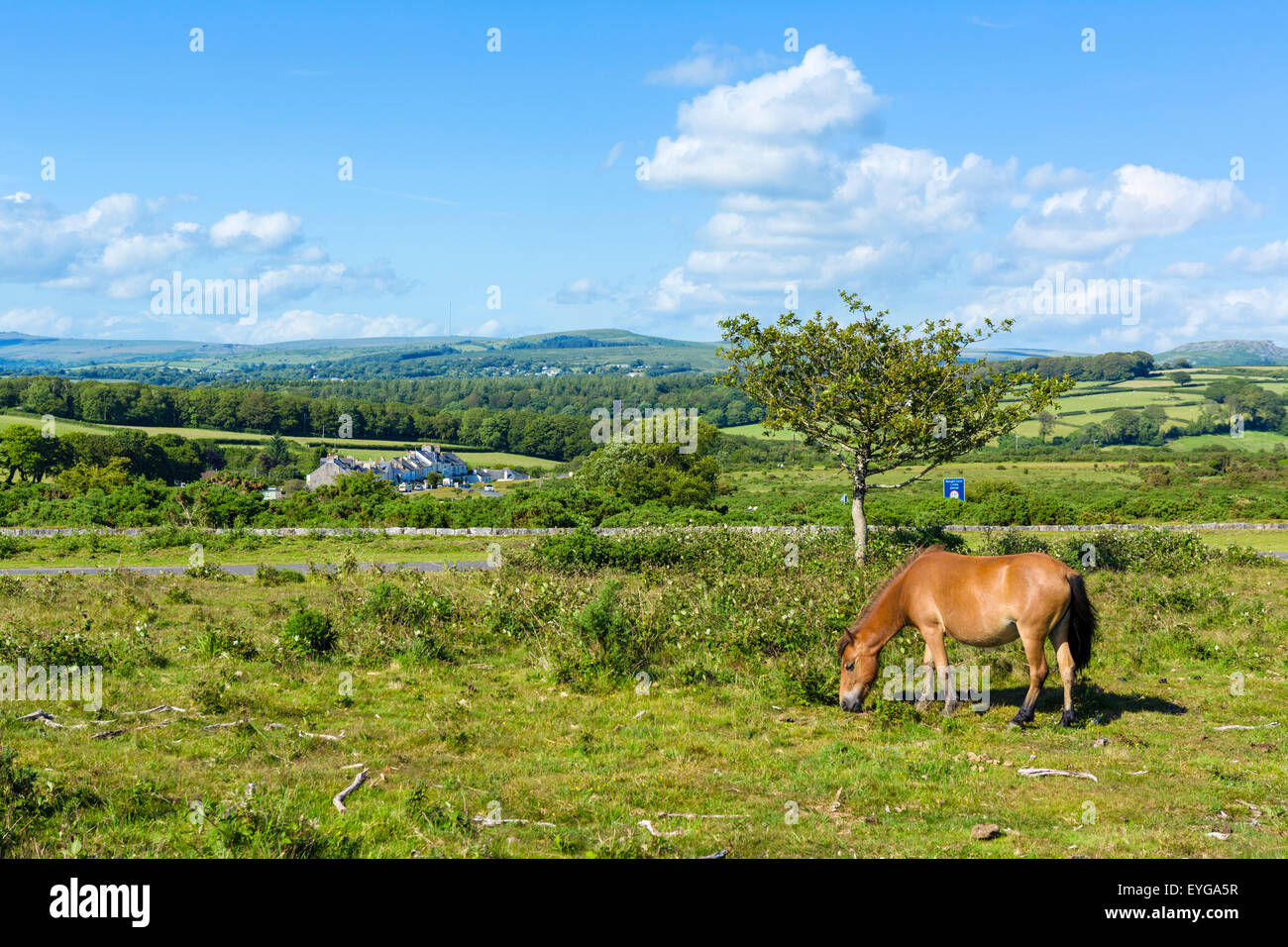 Dartmoor pony grazing on the moors near Clearbrook, Dartmoor National Park, Devon, England, UK Stock Photo