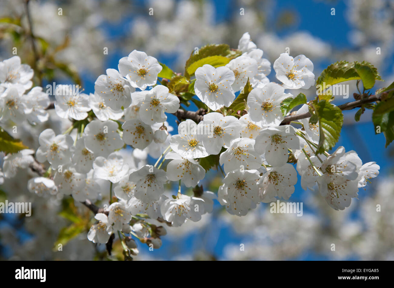 Close up of pretty white spring blossom, Nottinghamshire England UK Stock Photo Alamy