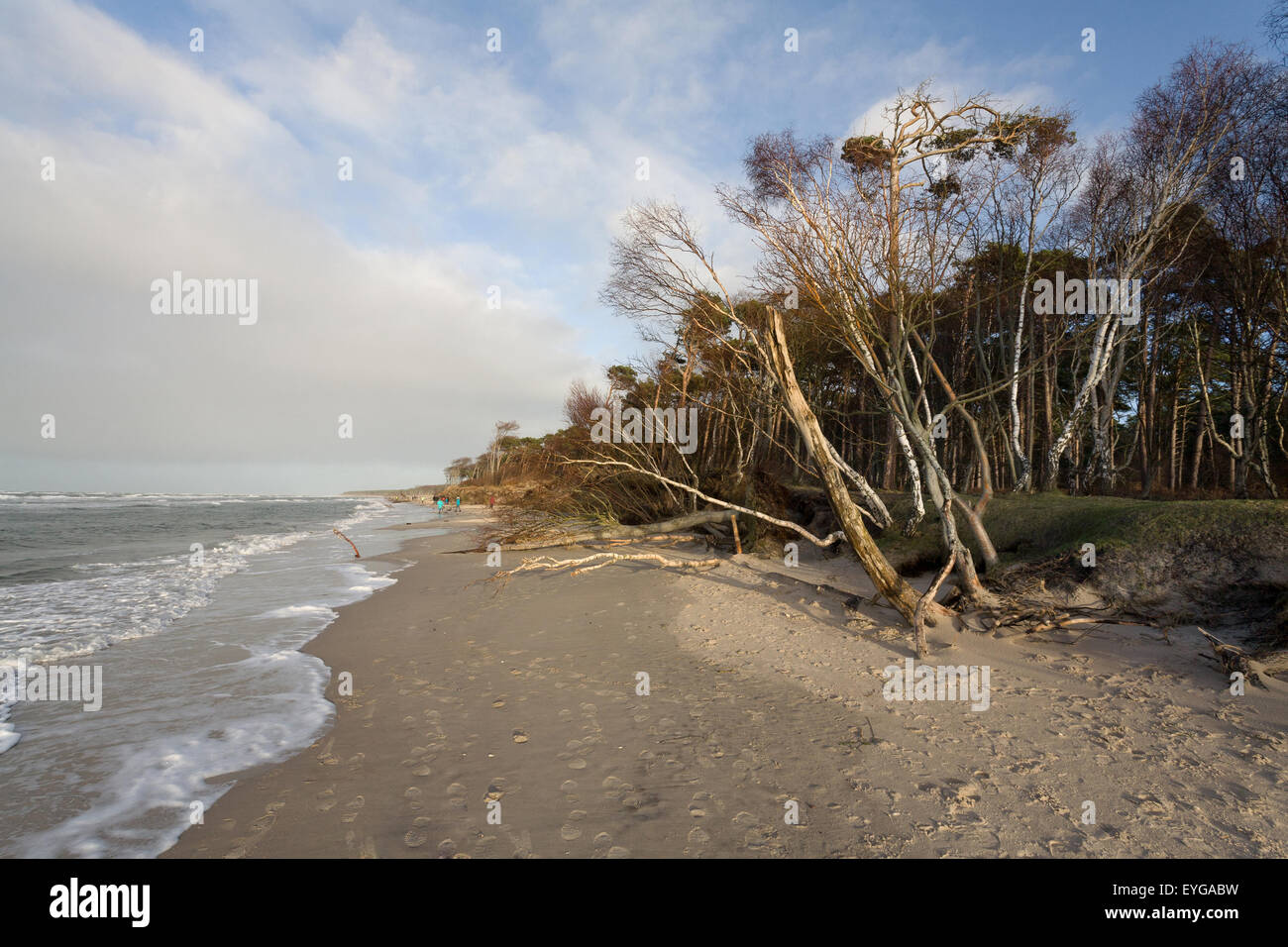 Ahrenshoop, Germany, storm damages on the western beach Stock Photo