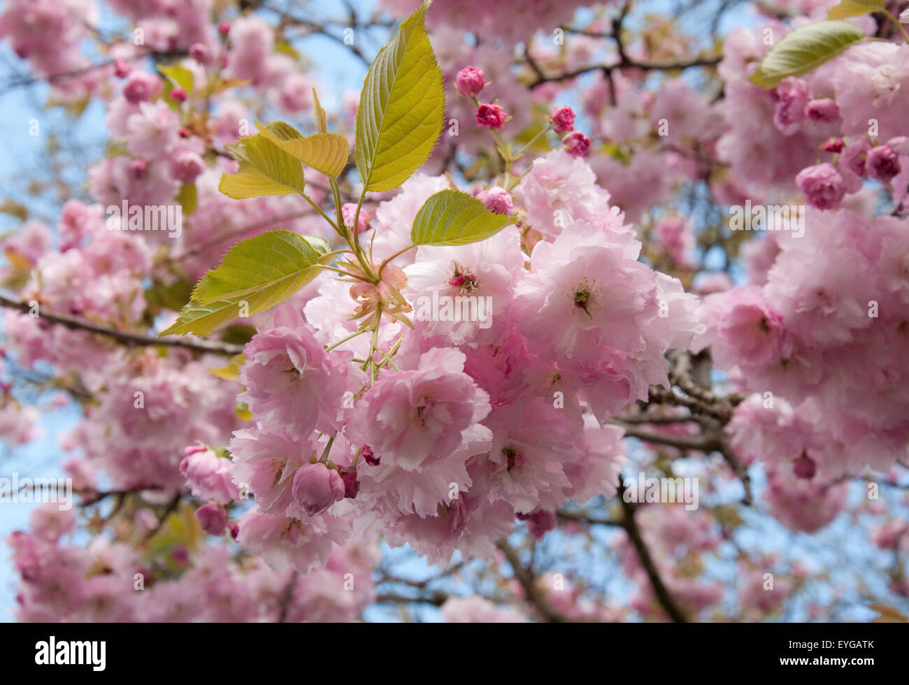 Spring at Nottingham Castle, Nottinghamshire England UK Stock Photo - Alamy