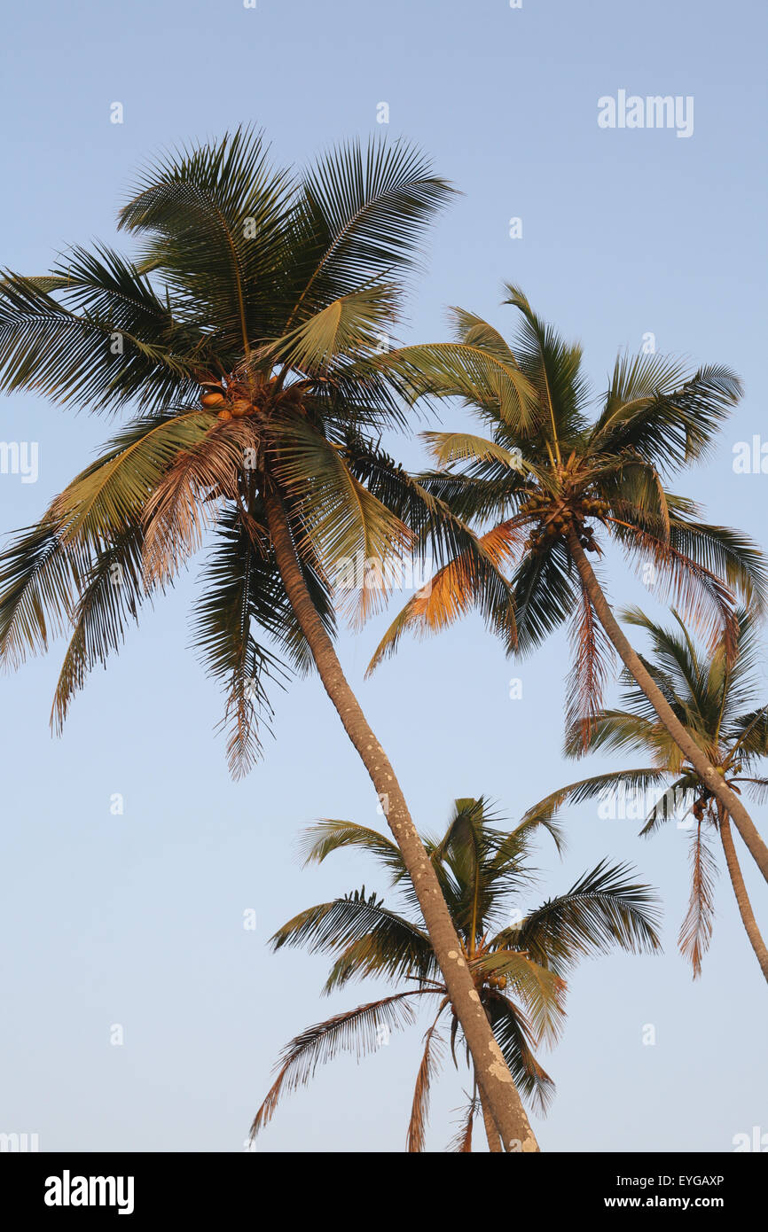 Palm trees on Anjuna Beach at sunset, Goa State, India, Asia. Stock Photo