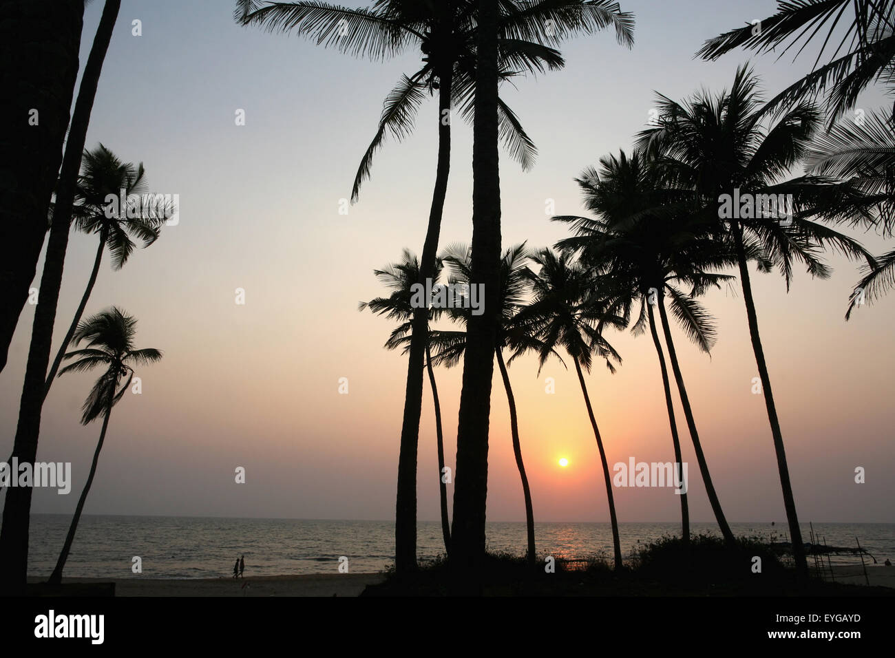 Palm trees at sunset, Anjuna Beach, Goa State, India, Asia. Stock Photo