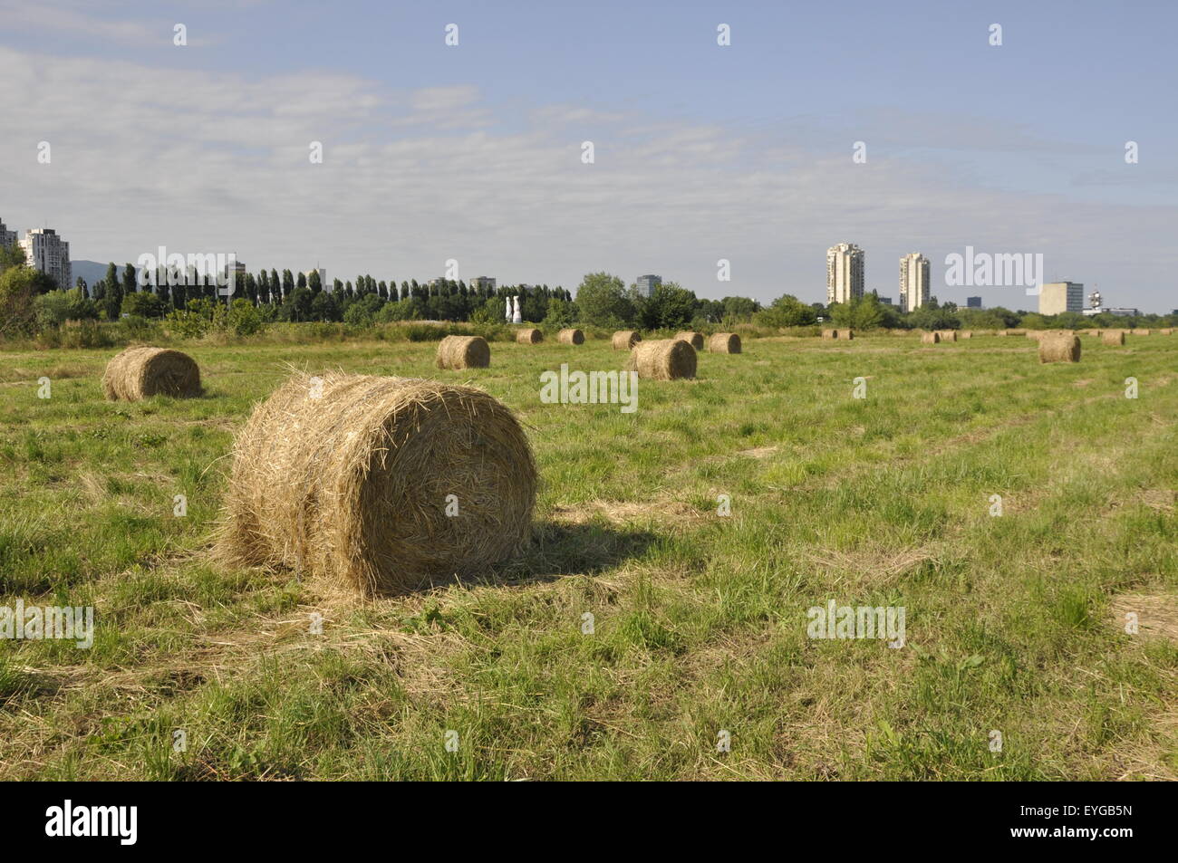 Large round grass hay bales In Zagreb Stock Photo